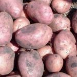 Розовый картофель