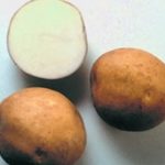 Разрезанный картофель сорта Лазурит