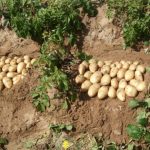 Урожай картофеля сорта Луговской
