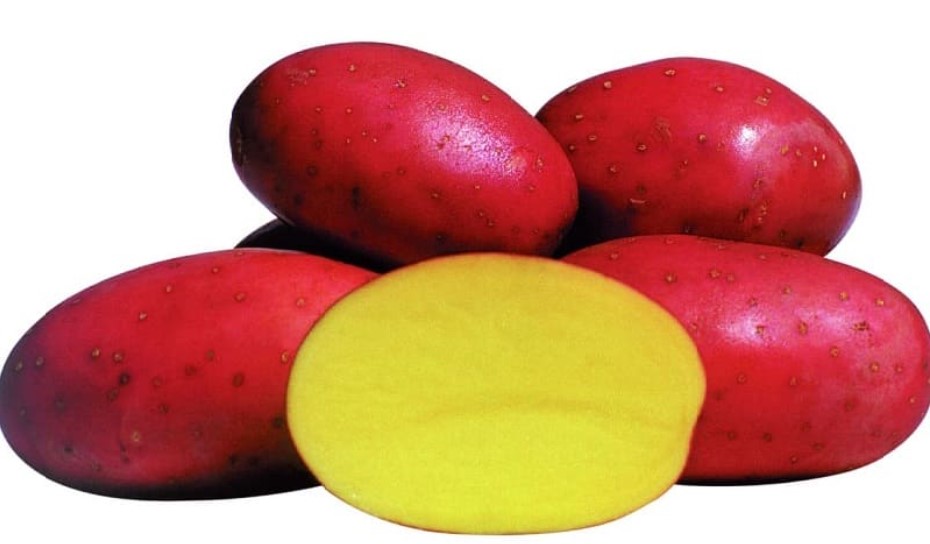 Как выглядит сорт картофеля Ред Соня