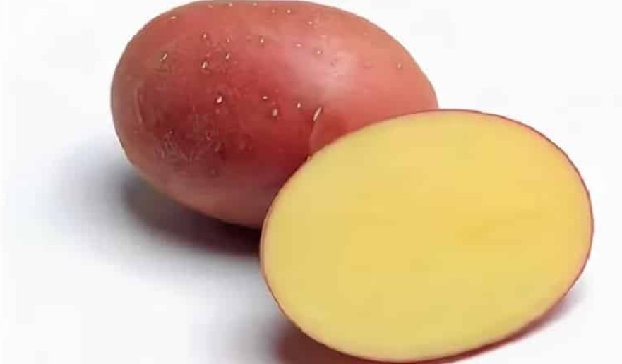 Клубень картофеля сорта Ред Соня