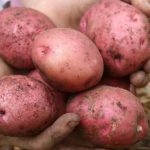 Урожай сорта картофеля Ред Соня