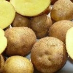 Картофель сорта Винета разрезанные клубни