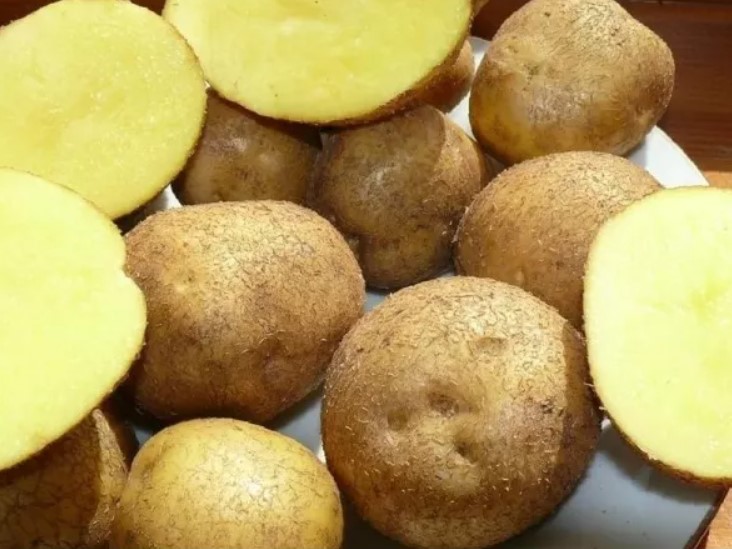 Картофель сорта Винета разрезанные клубни