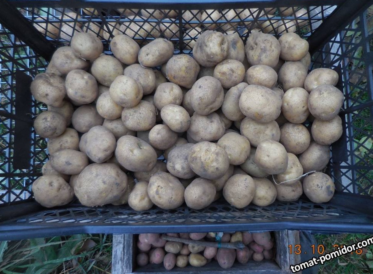 Семенной картофель Винета