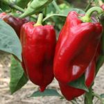 Созревшие перцы сорта Болгарец на кусте