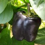 Черный перец сорта Пурпурный колокол