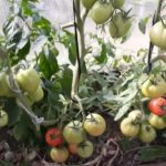 Кусты томатов