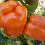 Спелые перцы сорта Сибирский бонус