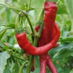 Сорт Язык дракона на кусте
