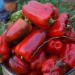 Урожай сорта Голиаф