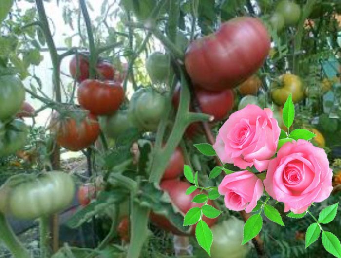 Popis odrůdy rajčete divoké růže, charakteristika. Pěstování sazenic rajčat doma