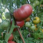 Куст и плоды сорта Дикая роза