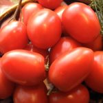Спелые помидоры сорта Боец (Буян)