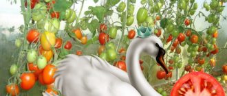 Сорт томата Царевна-лебедь