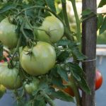 Зеленые плоды томата сорта Король ранних