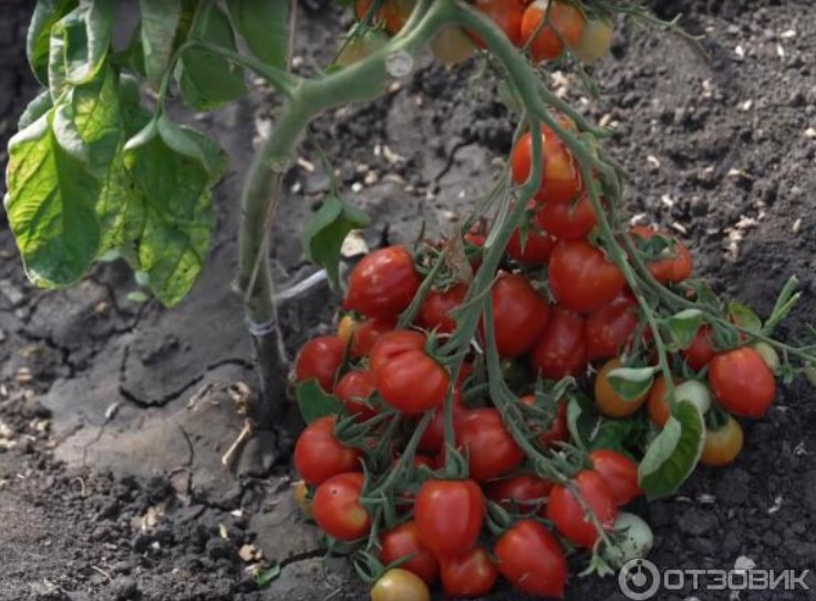 Томат Купидон: описание сорта помидоров, характеристики, выращивание, болезни, отзывы