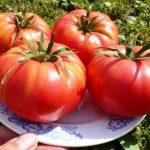 Плоды томата Любимый праздник на тарелке