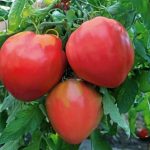 Спелые плоды сорта томата Любимый праздник