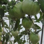 Урожайный сорт томата Любимый праздник