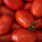 Урожай спелых плодов томатов сорта Ракета