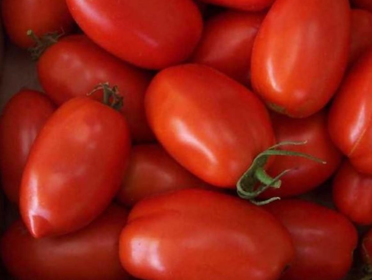 Урожай спелых плодов томатов сорта Ракета