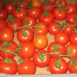 Урожай томата Санрайз