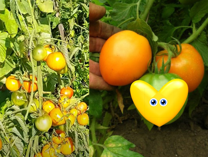 Описание сорта томатов 