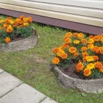 Бархатцы рядом с домом