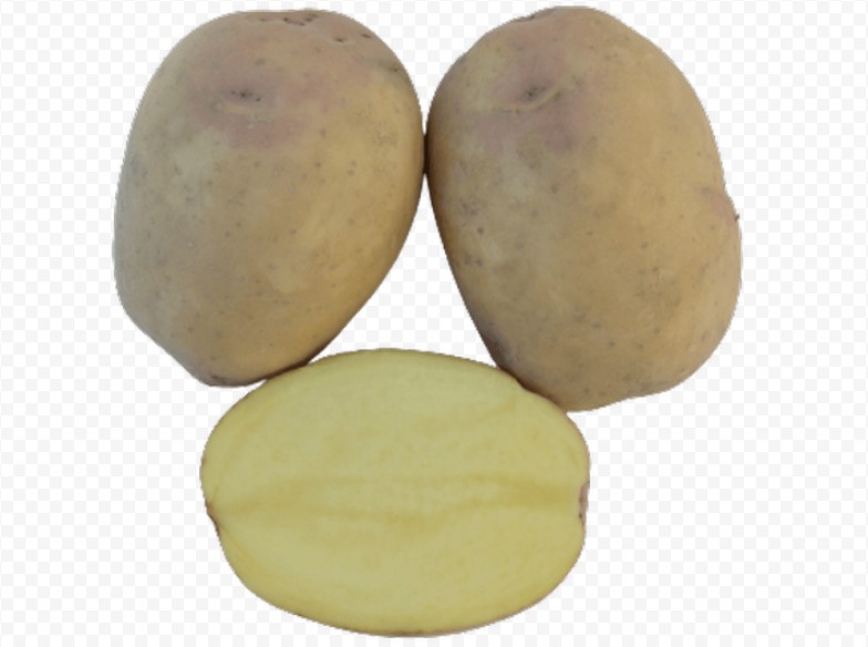 Картофель сорта Десятка