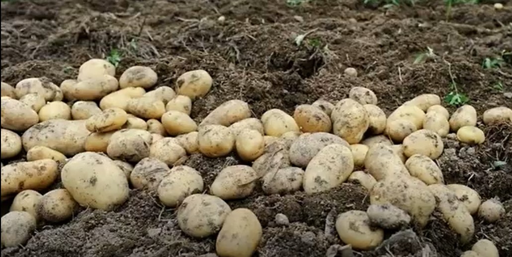Урожай картофеля