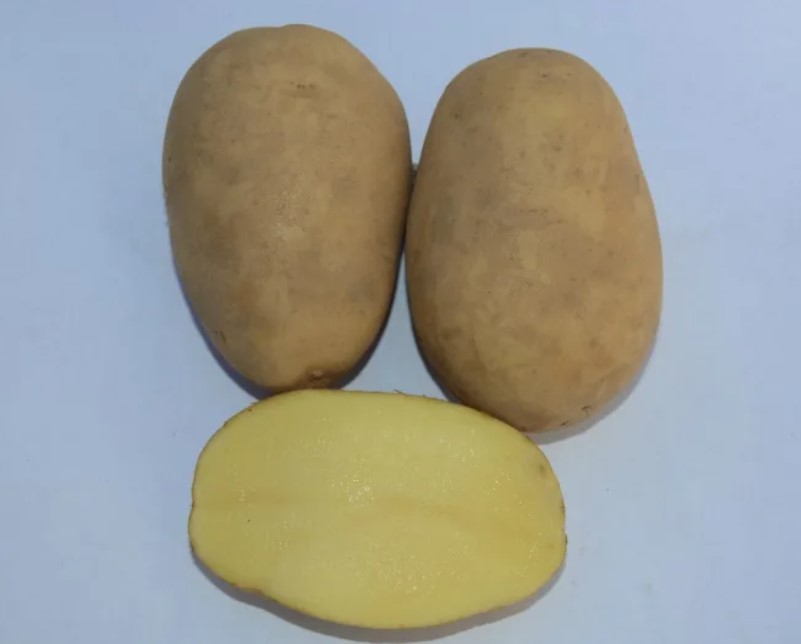 Картофель сорта Мастак