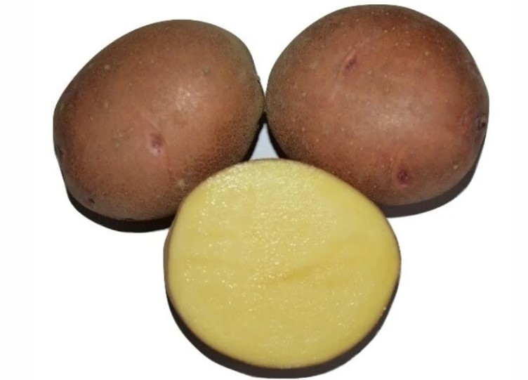 Картофель семенной Белорусской селекции