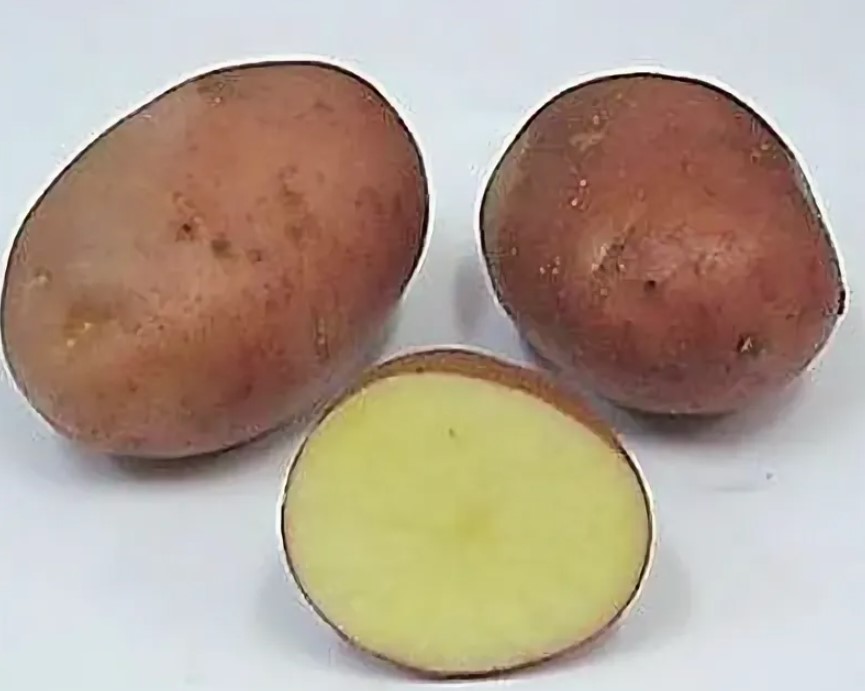 Картофель сорта Першавец в разрезе