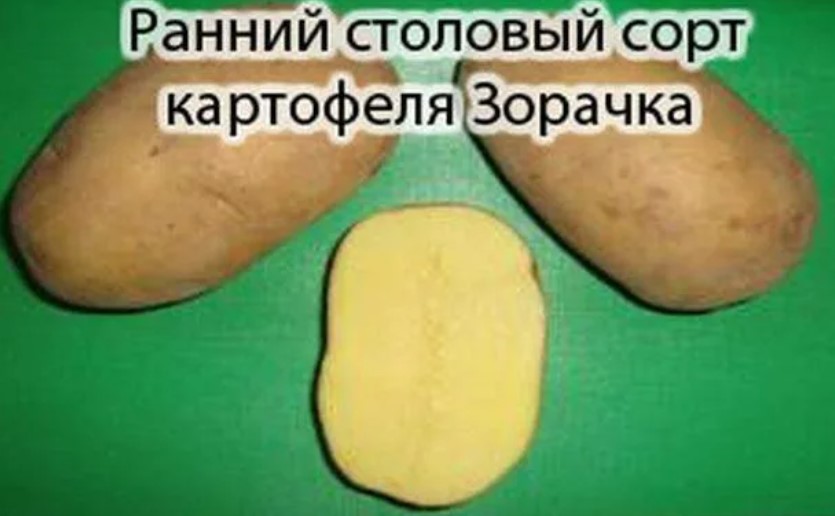 Картофель столовый срта Зорачка