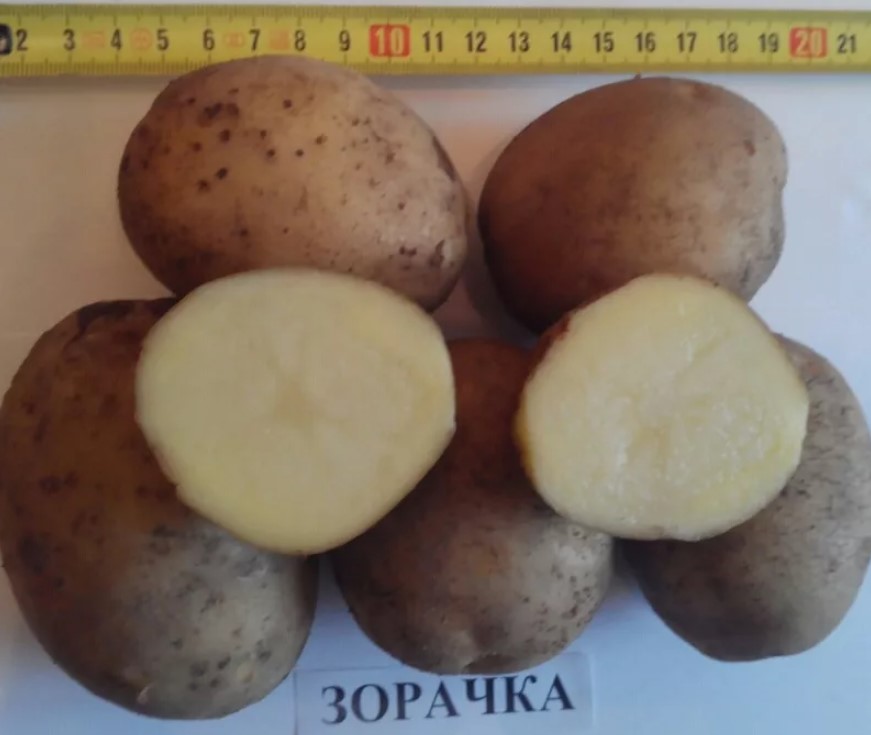 Ранний картофель Зорачка