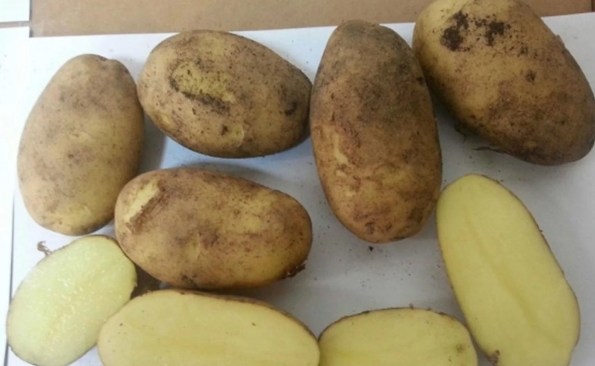 Белорусский картофель Зорачка
