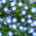 Голубые цветы немофилы
