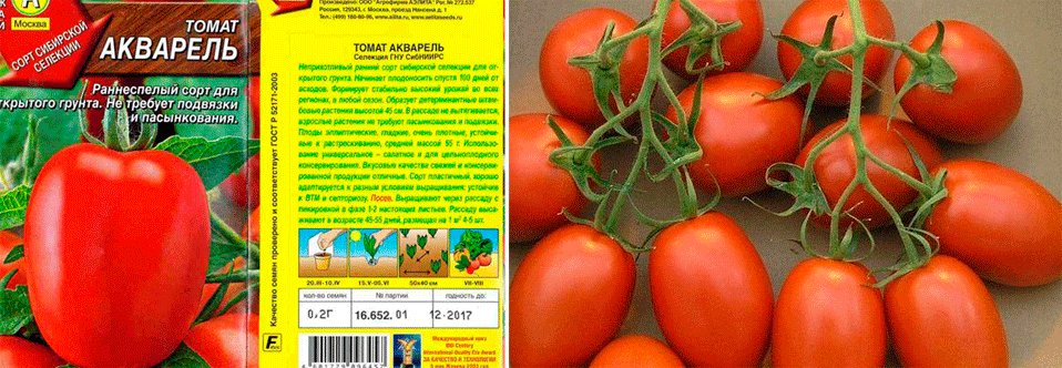 Семена и плоды томата Акварель