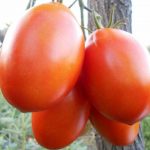 Спелые томаты сорта Гусиное яйцо