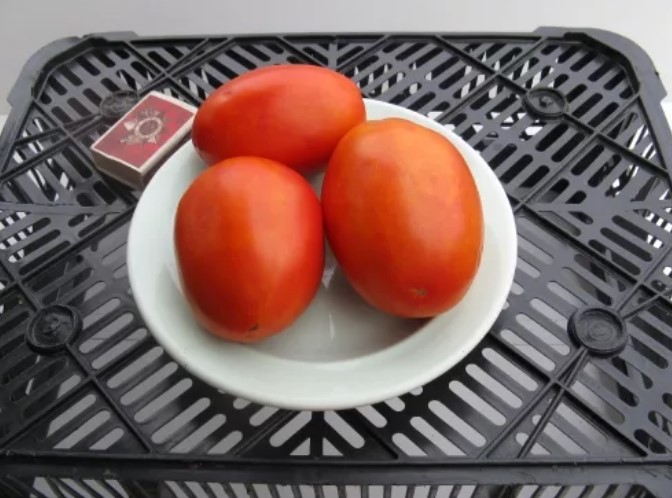 Плоды томата сорта Гусиное яйцо