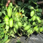 Зеленые плоды сорта Кибис