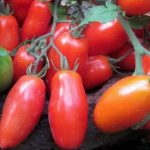 Плоды сорта томата Кибис