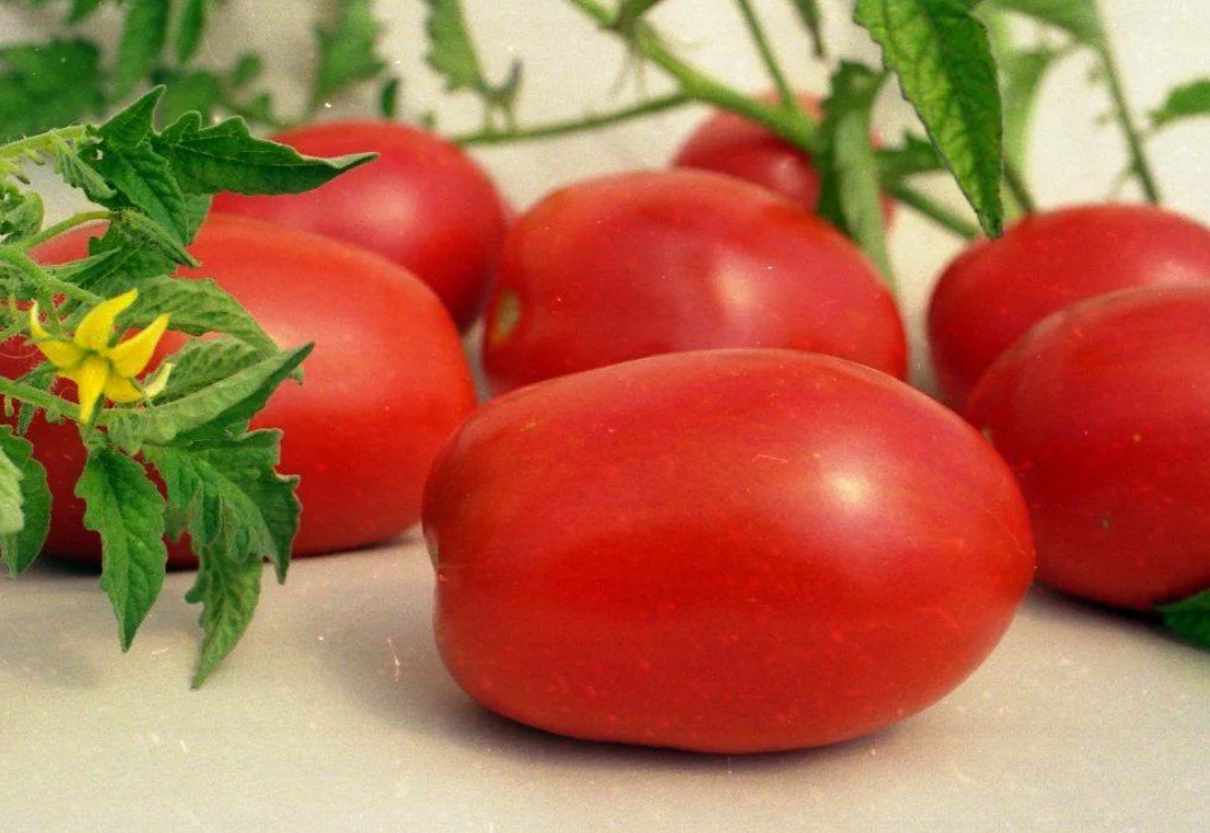 Спелые томаты сорта Крупная сливка