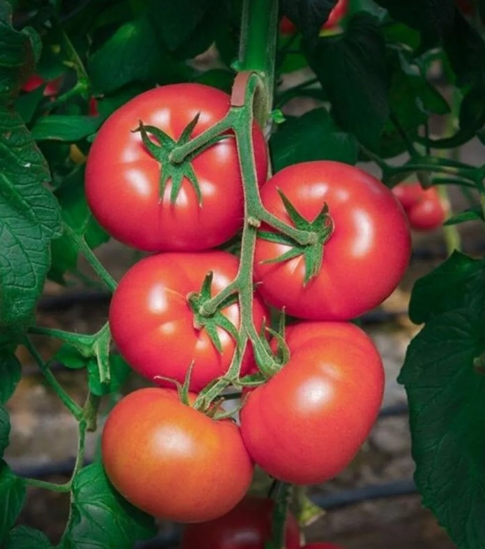Кисть томатов сорта Пинк Буш