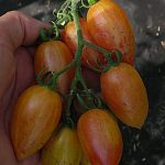 Кисть томатов сорта Сладкий крем