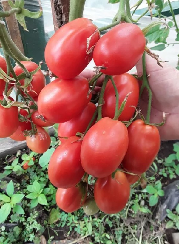 Гроздь томата