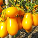 Плоды томата сота Сливка Бендерика желтый