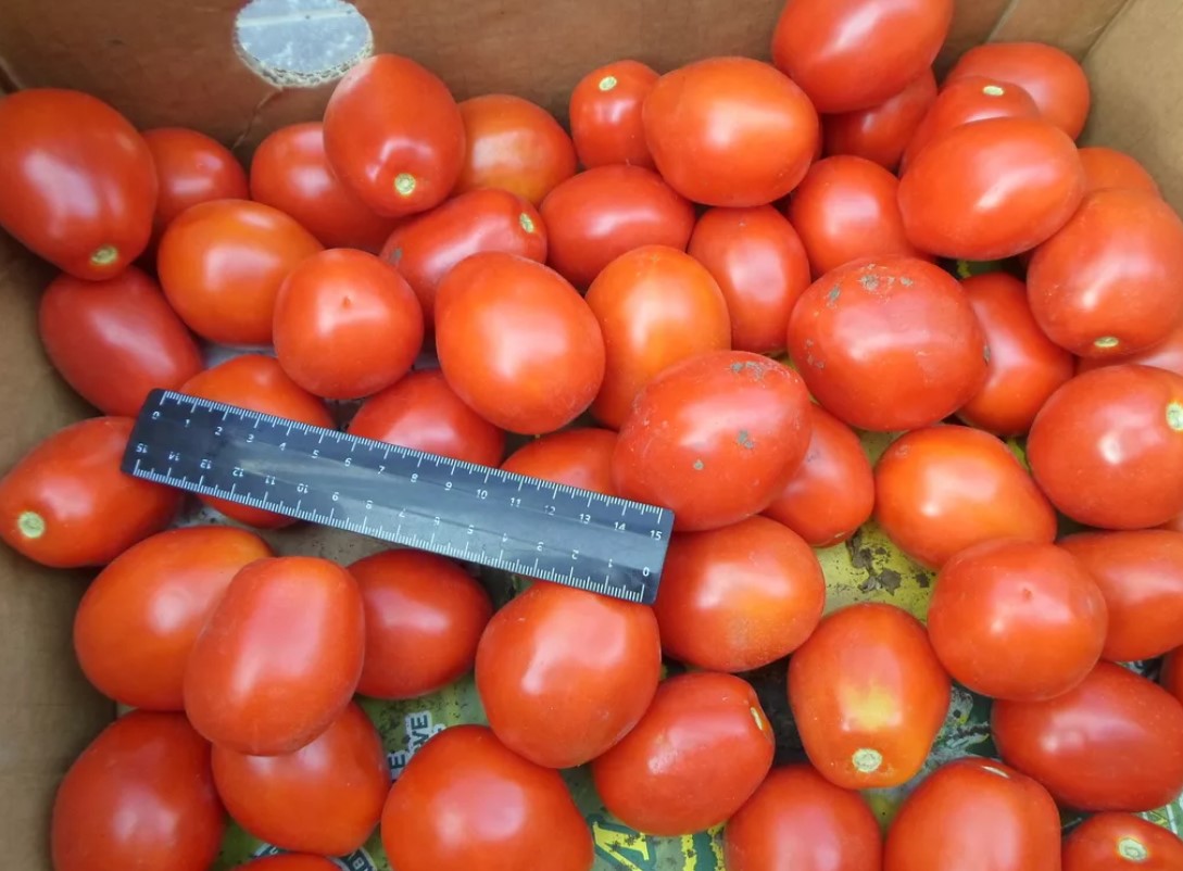 Урожай томатов сорта Сливка медовая