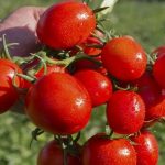 Спелые плоды томата Земляк